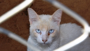 Gatil recebe área para construção de abrigo e clínica veterinária