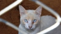 Gatil recebe área para construção de abrigo e clínica veterinária